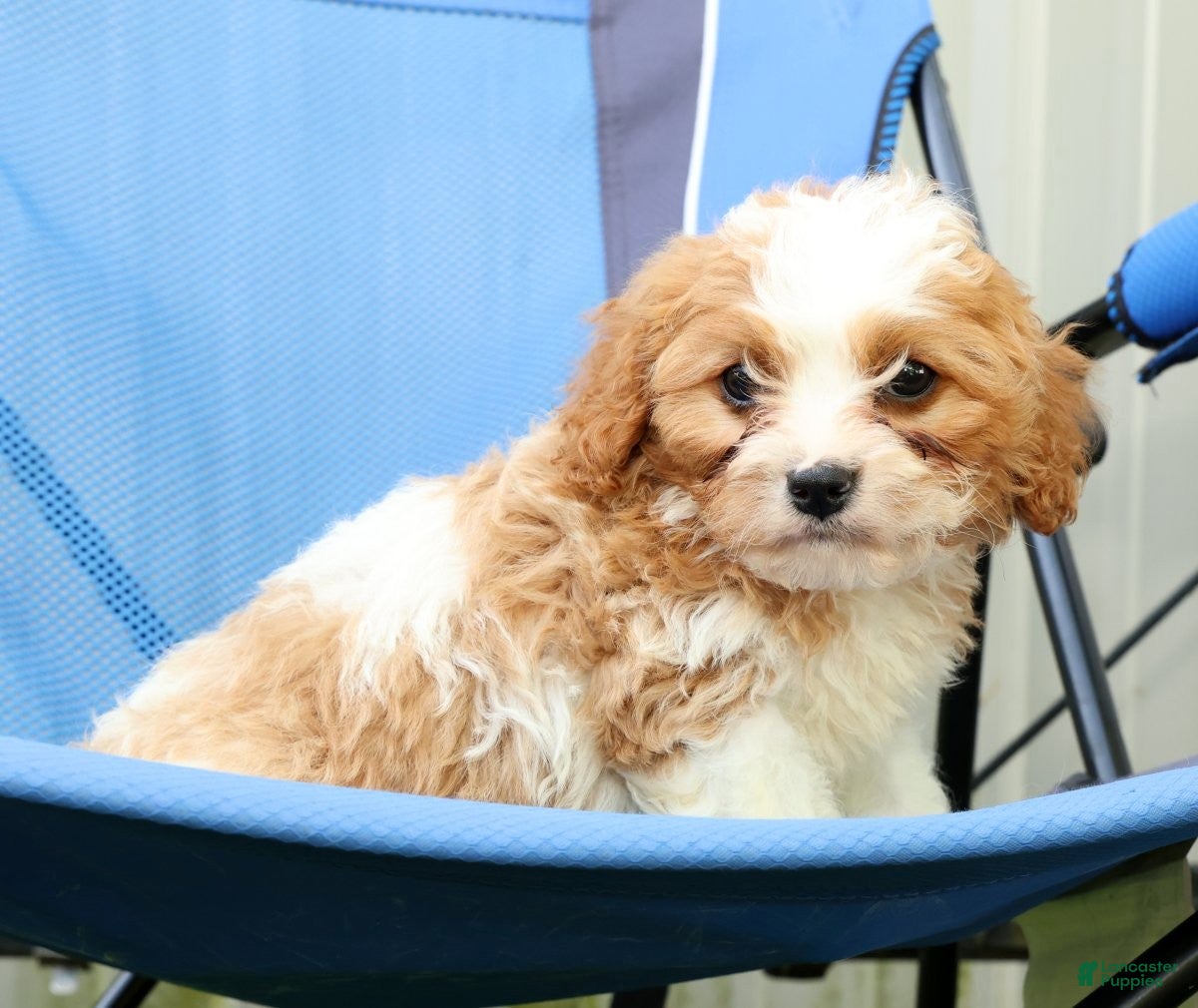 Cavapoo dogs Rex - Ad 1