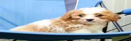 Cavapoo dogs for sale: Rex - Ad 1