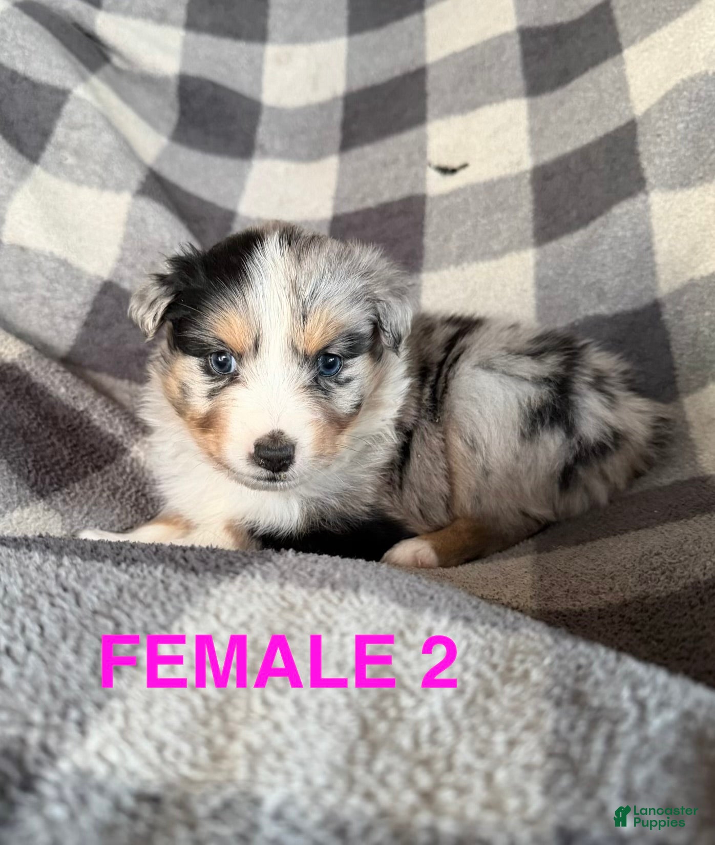 Australian Shepherd dogs Jellybean - Female 2 - Ad 11