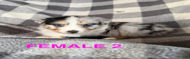 Jellybean - Female 2