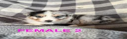 Australian Shepherd dogs for sale: Jellybean - Female 2 - Ad 1