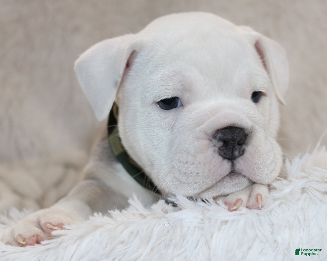 English Bulldog dogs for sale: Reece - Ad 2