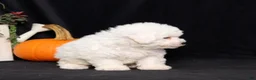 Bichon Frise dogs for sale: Little Luna - Ad 4