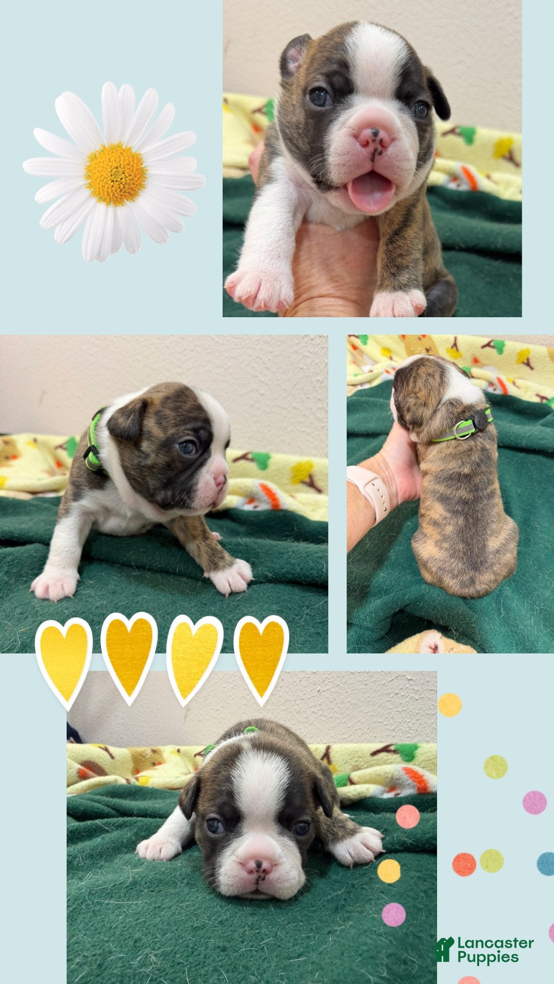 Boston Terrier dogs Dustin - Ad 1