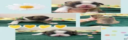 Boston Terrier dogs for sale: Dustin - Ad 1