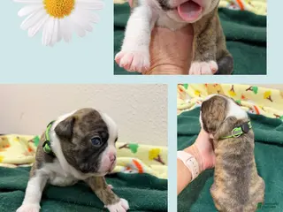 Boston Terrier dogs for sale: Dustin - Ad 2