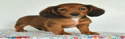 Miniature Dachshund dogs for sale: Kira - Ad 3