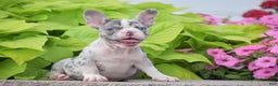 French Bulldog dogs for sale: Laura - Blue Eyed Merle!! - Ad 7