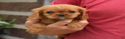 Cavalier King Charles Spaniel dogs for sale: Jordan  - Ad 4