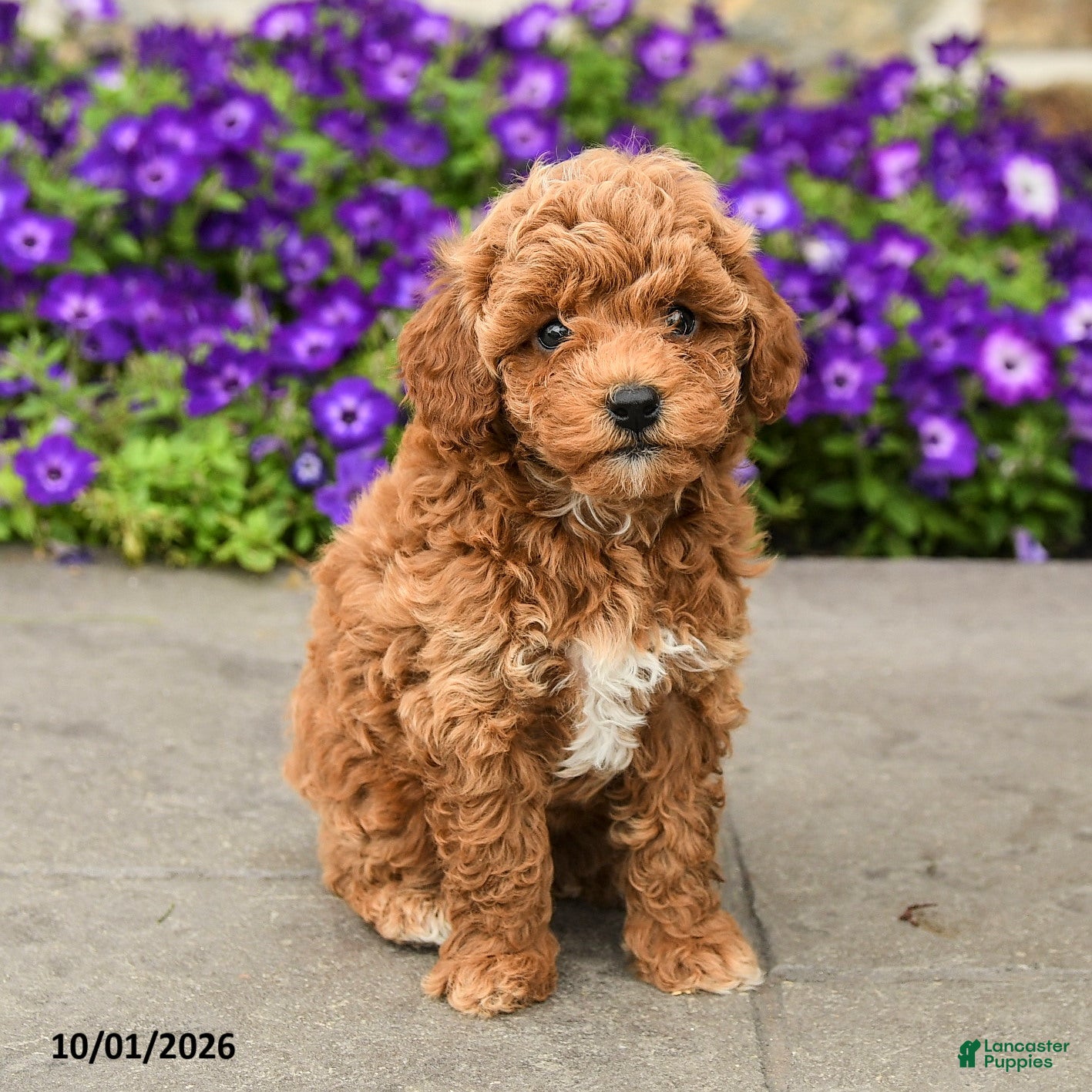Mini Goldendoodle dogs Sadie - Ad 2