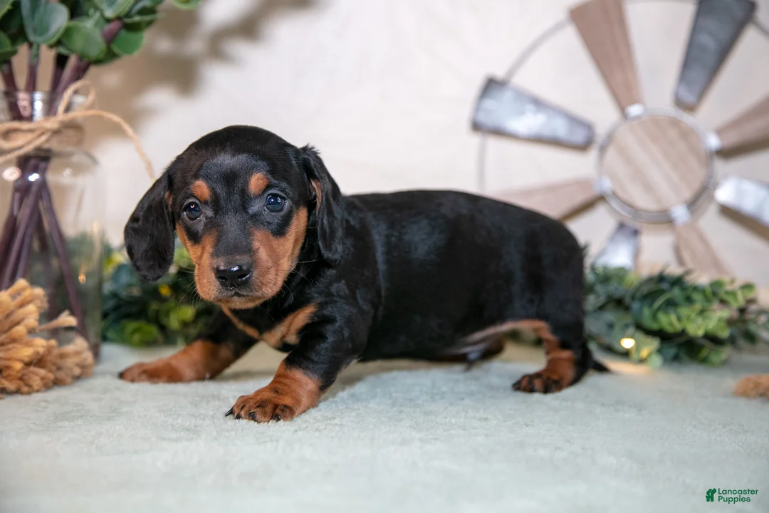 Miniature Dachshund dogs for sale: Skylar - Ad 3
