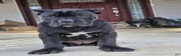 Cane Corso dogs for sale: QUEENIE - Ad 2