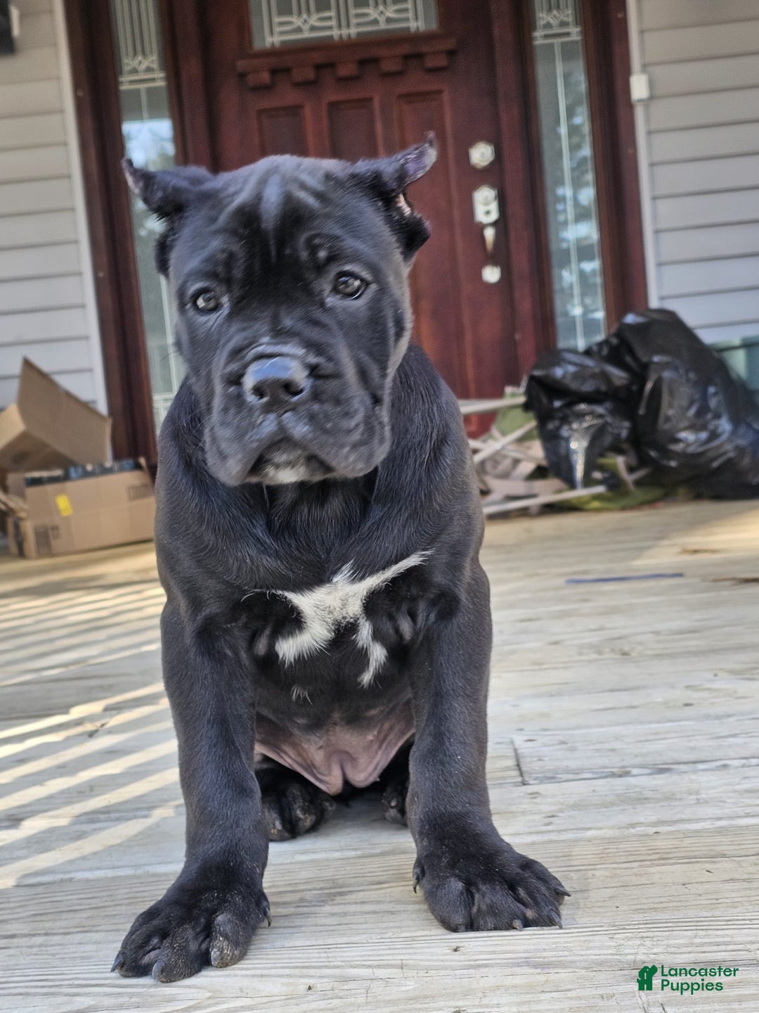 Cane Corso dogs for sale: QUEENIE - Ad 2