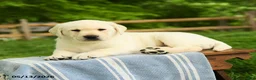 Labrador Retriever dogs for sale: Shogun - Ad 2