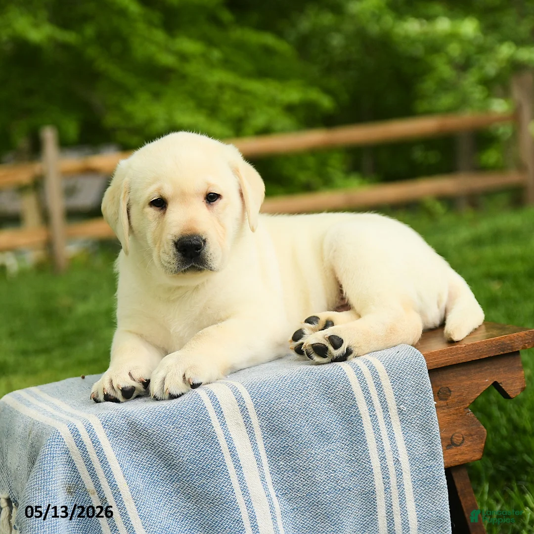 Labrador Retriever dogs for sale: Shogun - Ad 2