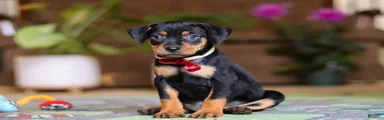 Sammy