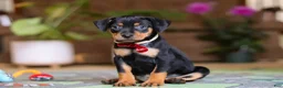 Miniature Pinscher dogs for sale: Sammy - Ad 1