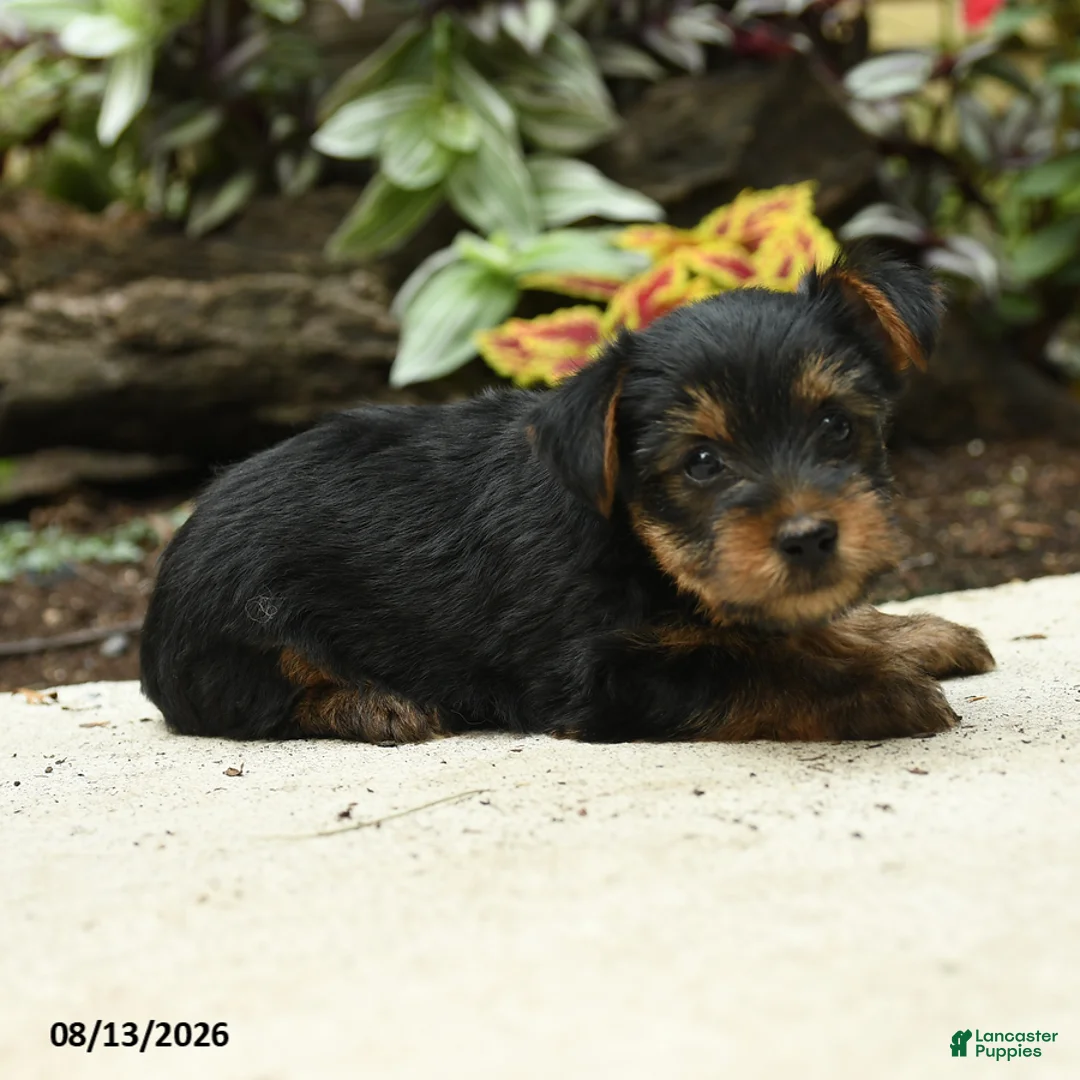 Yorkshire Terrier dogs for sale: Carter - Ad 3