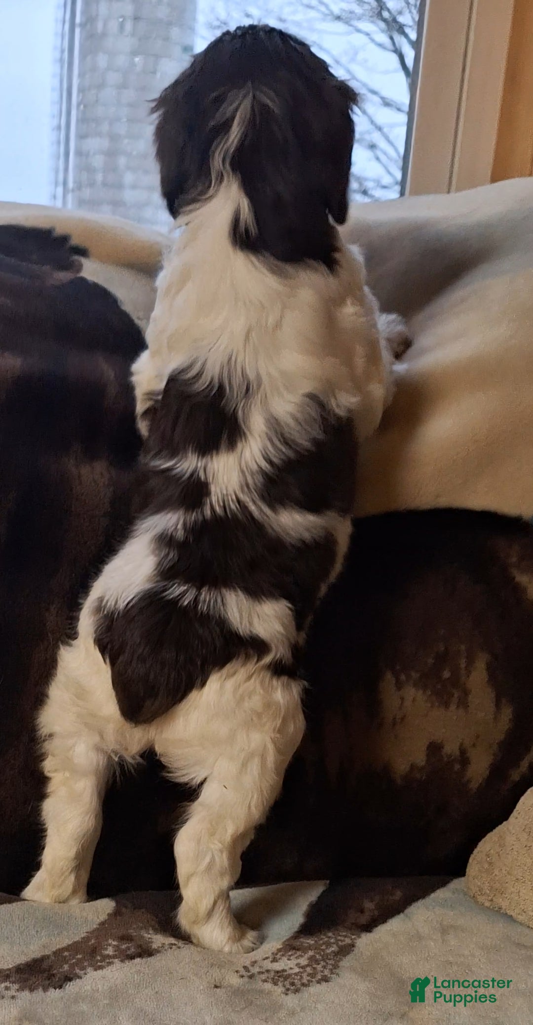 English Springer Spaniel dogs for sale: Charlie - Ad 4