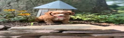 Cavapoo dogs for sale: Conner - Ad 12