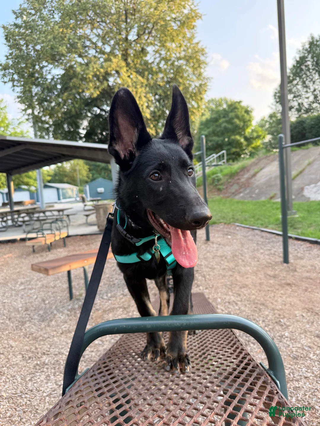 German Shepherd dogs for sale: Kilo - Ad 2