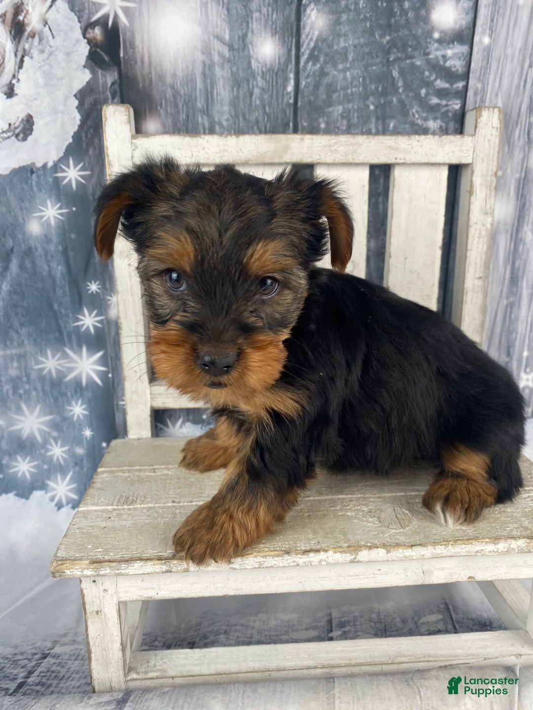 Yorkshire Terrier dogs for sale: Kylie - Ad 11