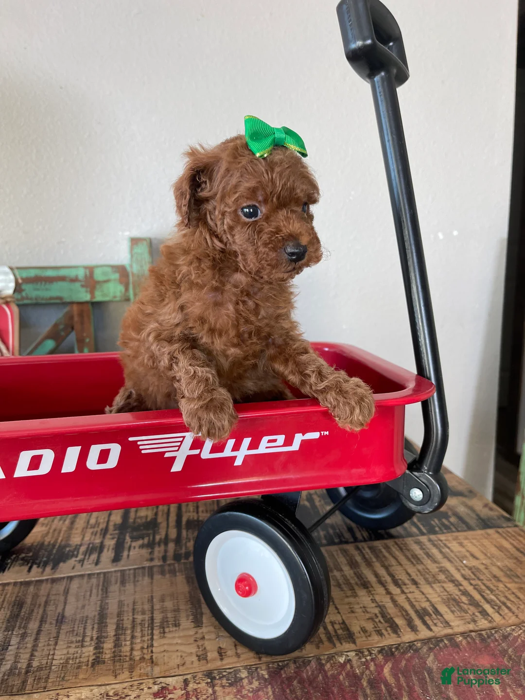 Toy Poodle dogs for sale: Akc Bred Color Red Green Bow - Ad 12