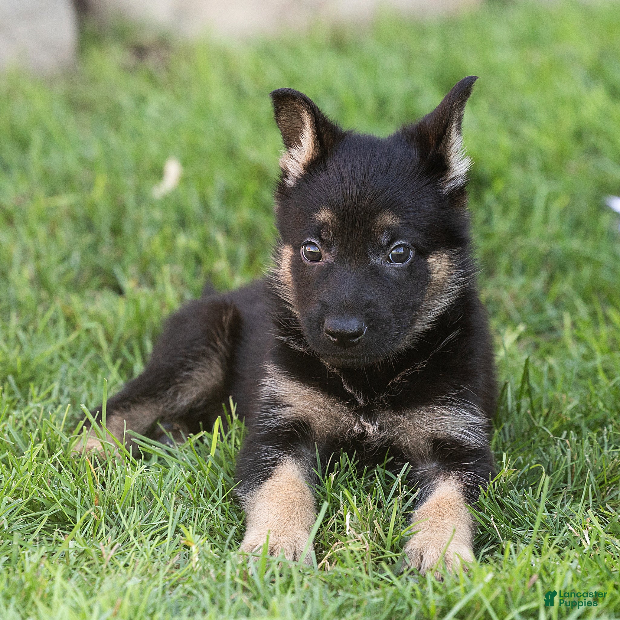 German Shepherd dogs Samson German Shepherd  - Ad 2
