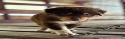Australian Shepherd dogs for sale: Aspen - Ad 3