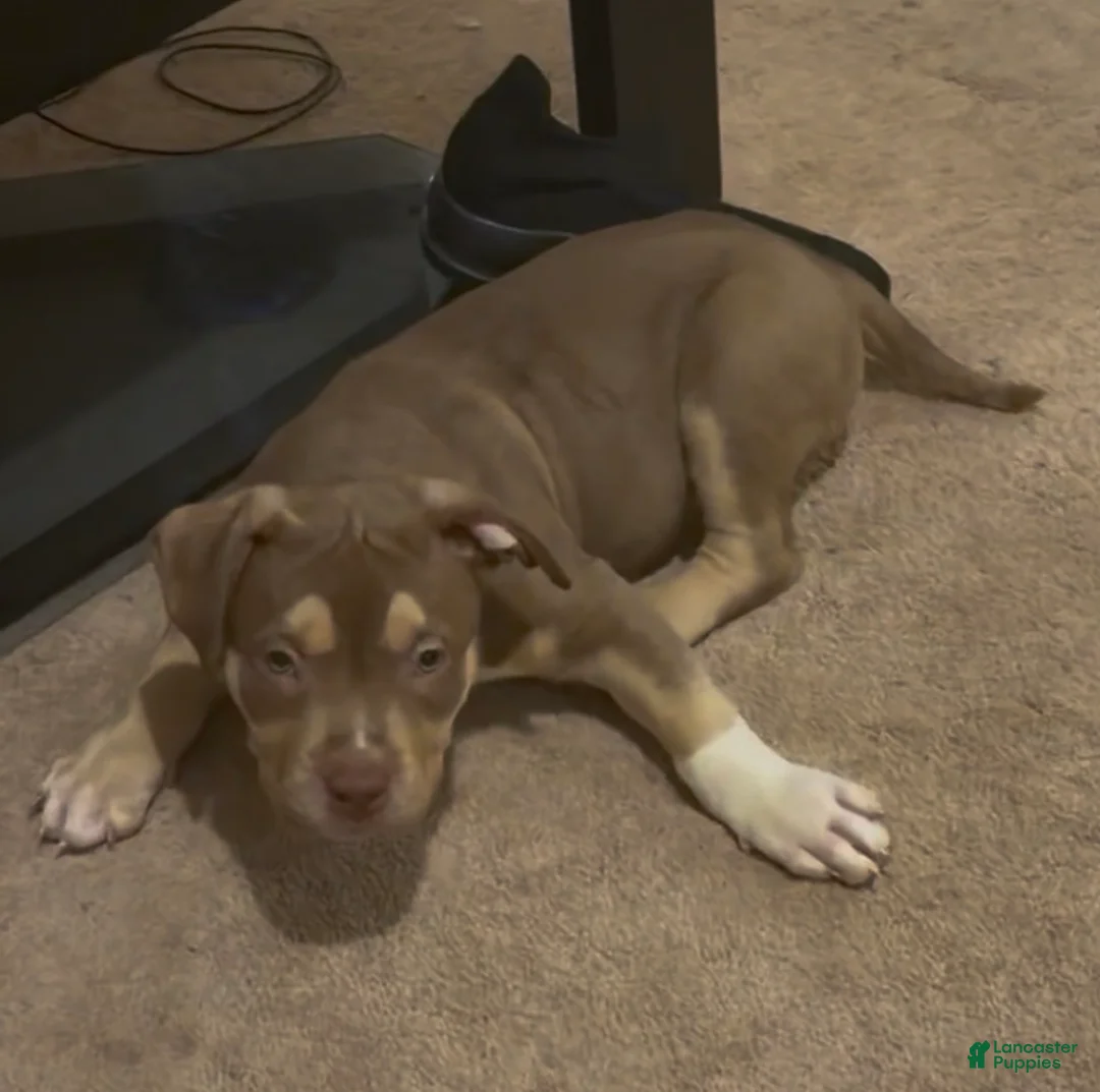 American Bully dogs for sale: American Bully Puppy 4 - Ad 1