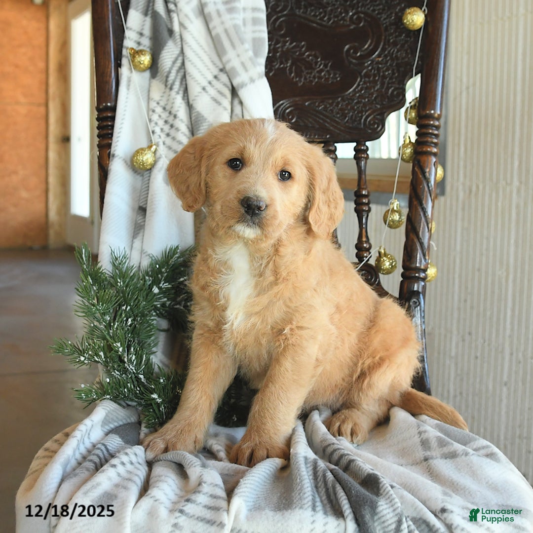 Labradoodle dogs for sale: Dakota - Ad 2