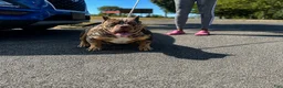 American Bully dogs for sale: Royalty - Ad 4