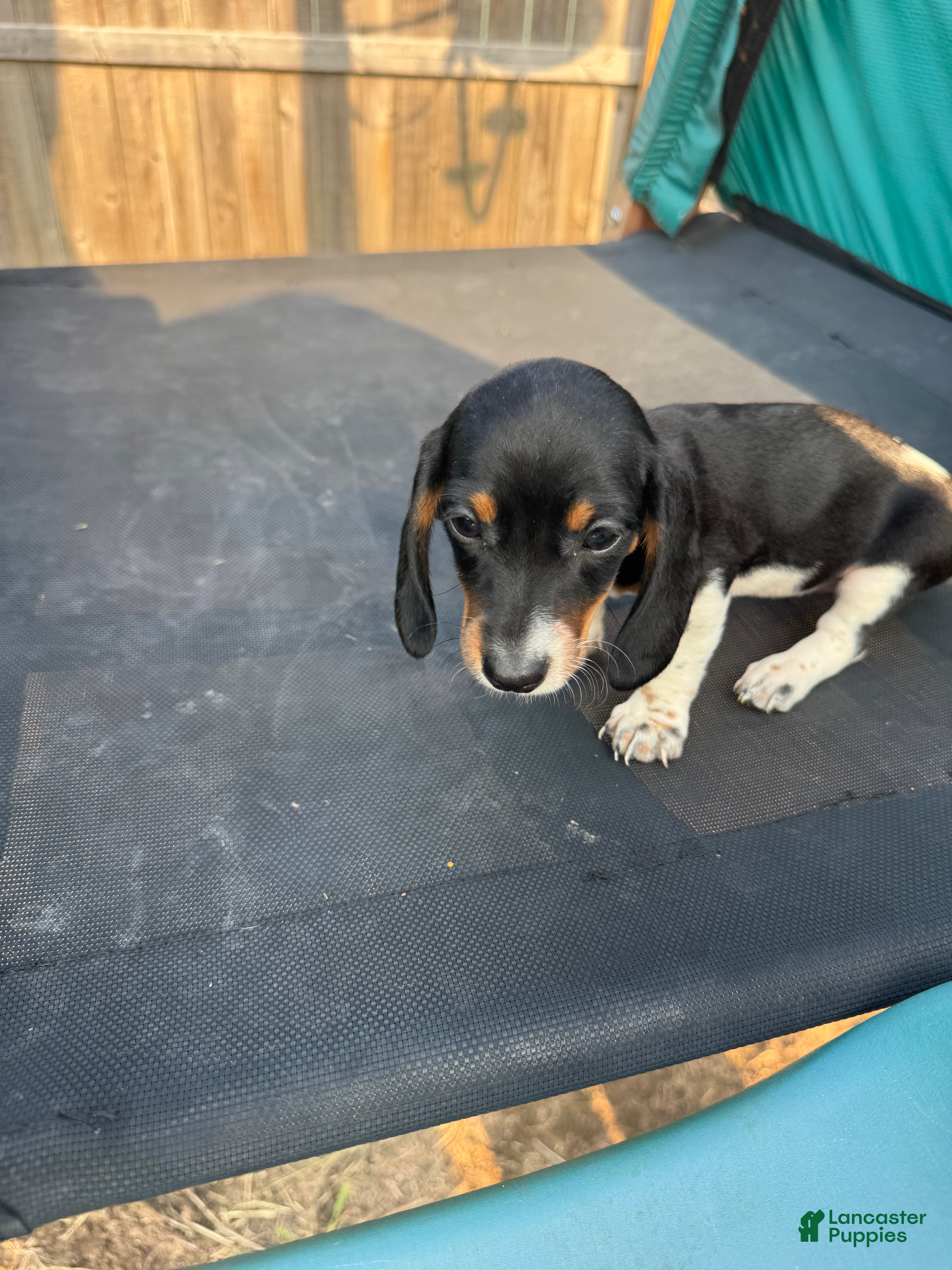 Miniature Dachshund dogs Miniature Dachshund Puppy 5 - Ad 42
