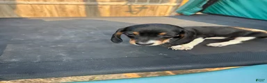 Miniature Dachshund Puppy 5
