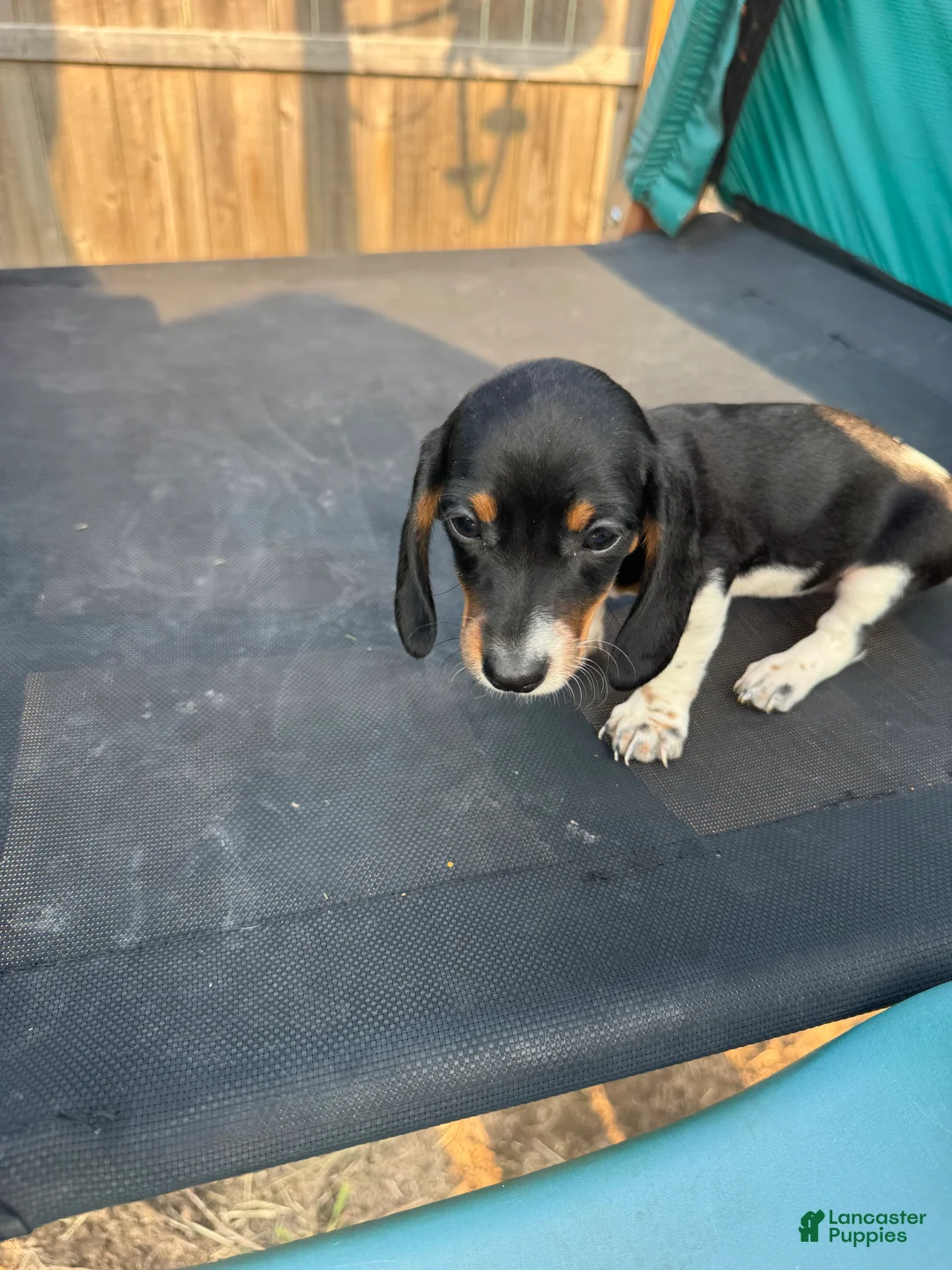 Miniature Dachshund dogs for sale: Miniature Dachshund Puppy 5 - Ad 1