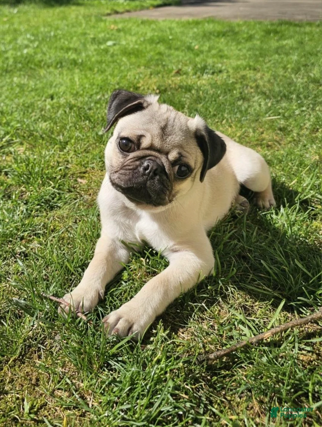 Pug dogs for sale: Echo  - Ad 1