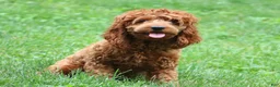 Cockapoo dogs for sale: Harper - Ad 6