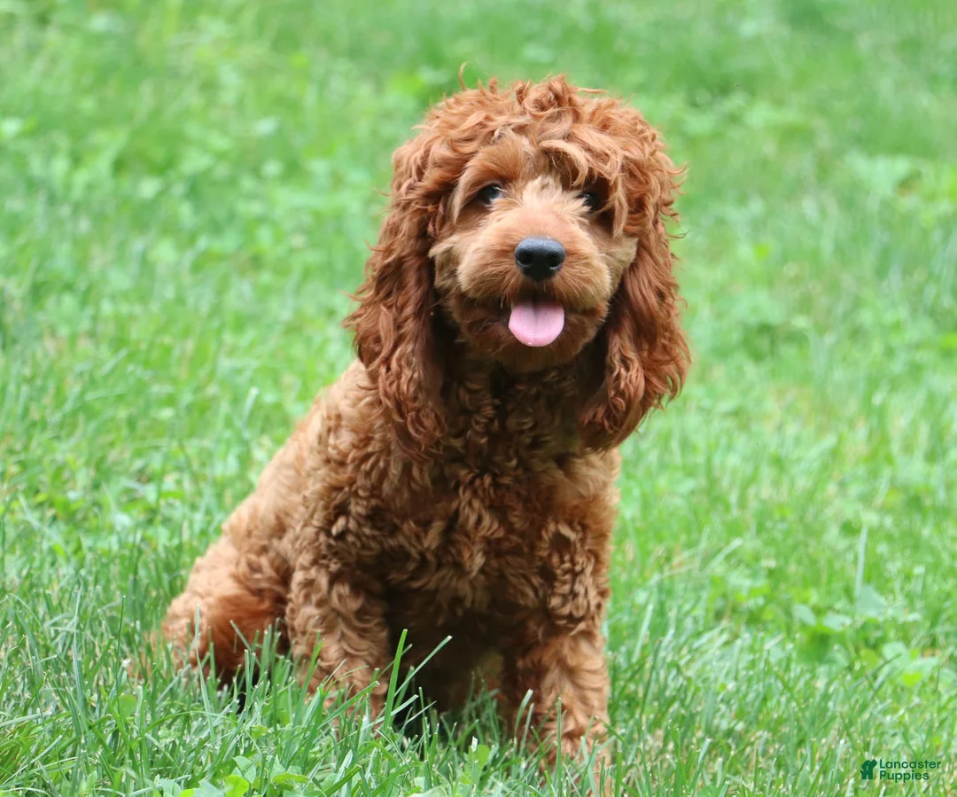 Cockapoo dogs for sale: Harper - Ad 6