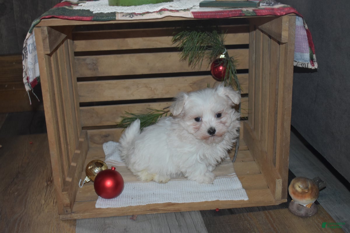 Maltese dogs Snowflake - Ad 2
