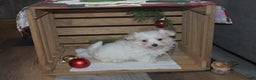 Maltese dogs for sale: Snowflake - Ad 1