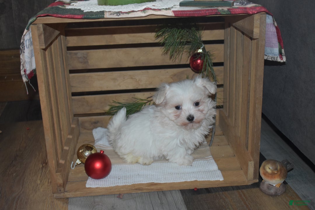 Maltese dogs for sale: Snowflake - Ad 1
