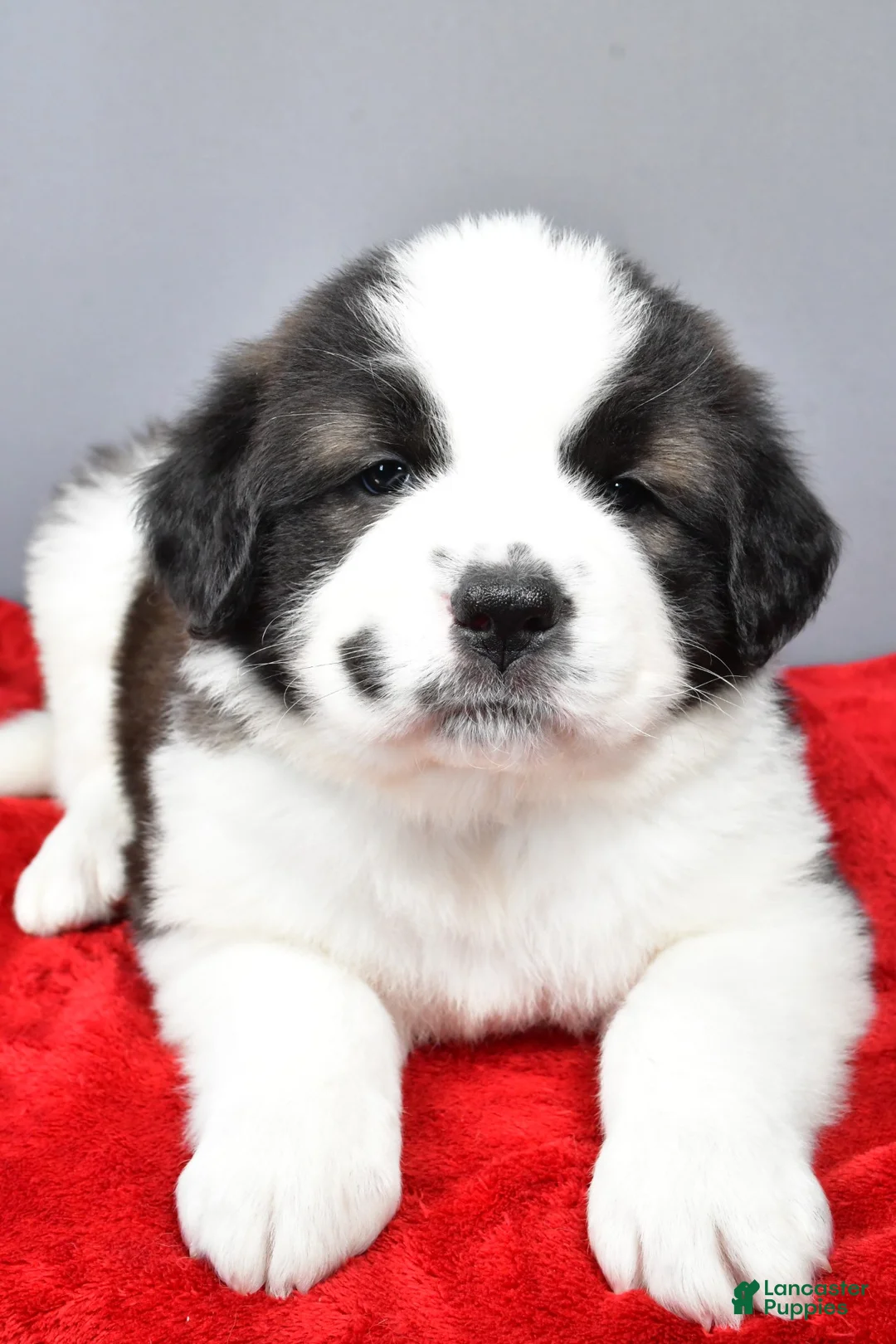Saint Bernard dogs for sale: shelly - Ad 3