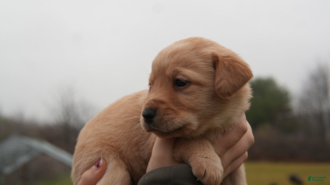 Labrador Retriever dogs for sale: Lila - Ad 3