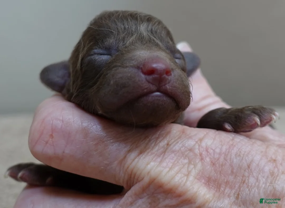 Toy Poodle dogs for sale: solid chocolate female poodle - Ad 1