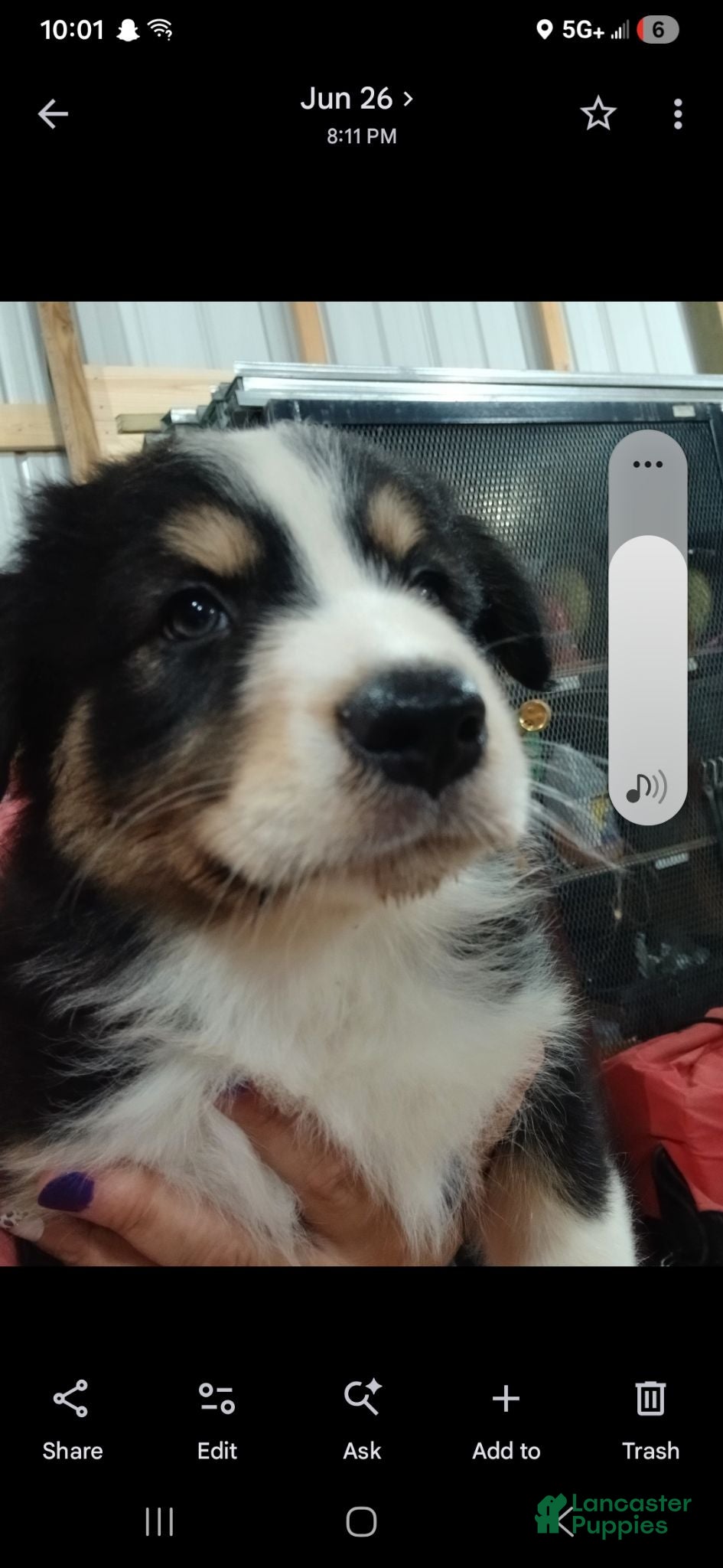 Australian Shepherd dogs Junior - Ad 26