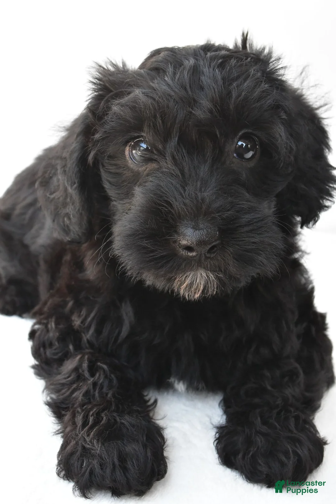 Schnoodle dogs for sale: Zoey - Ad 6