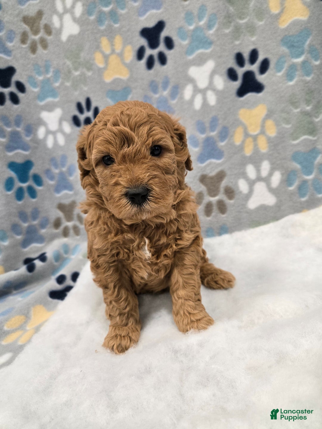 Mini Goldendoodle dogs for sale: Leo - Ad 7