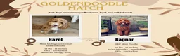 Mini Goldendoodle dogs for sale: Violet - Ad 3