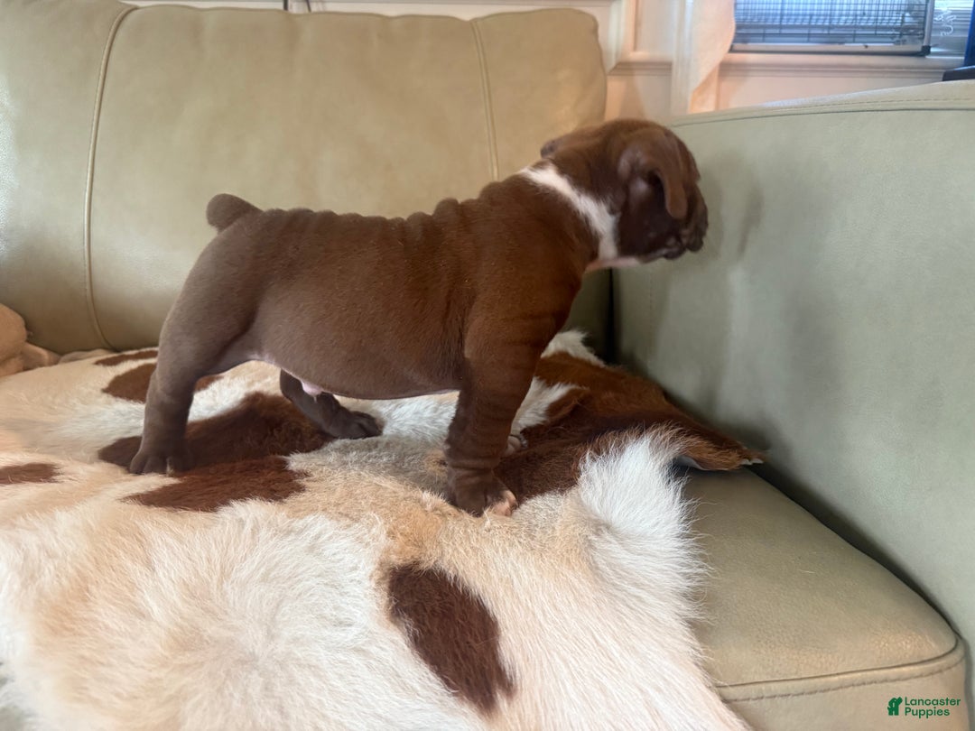 Olde English Bulldogge dogs for sale: Olde English Bulldogge Puppy 3 - Ad 5
