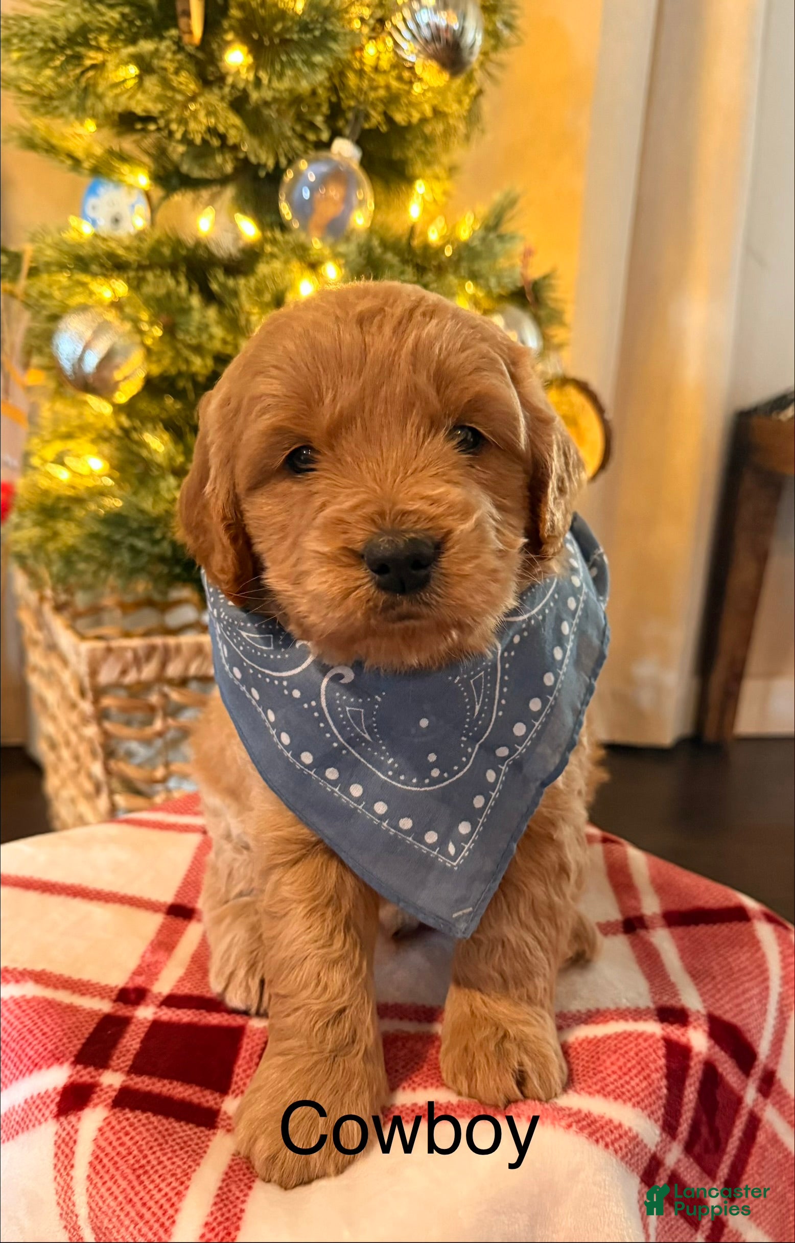 Mini Goldendoodle dogs Cowboy - Ad 7